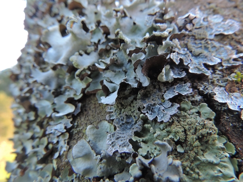 Lichene a foglia:  cfr.  Parmotrema sp.